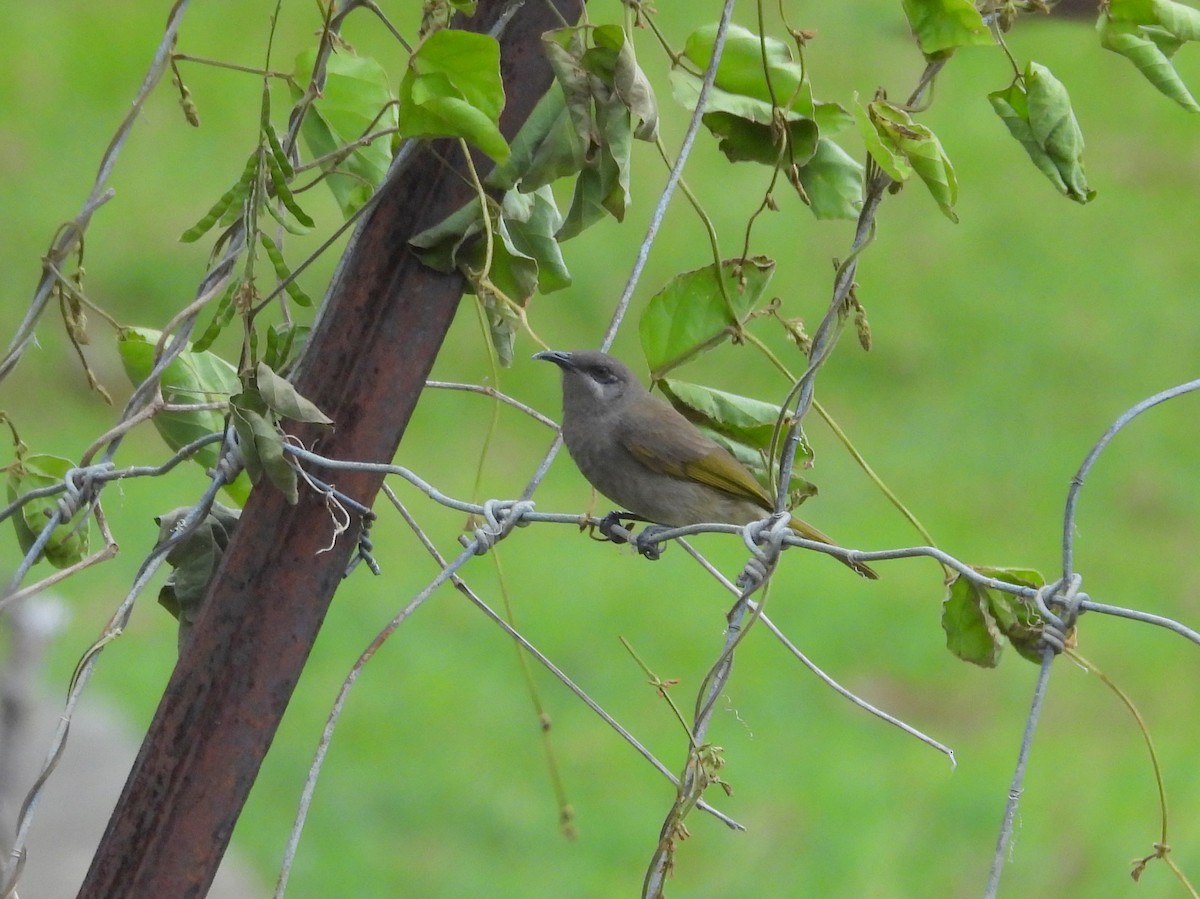 Dark-brown Honeyeater - ML641484604