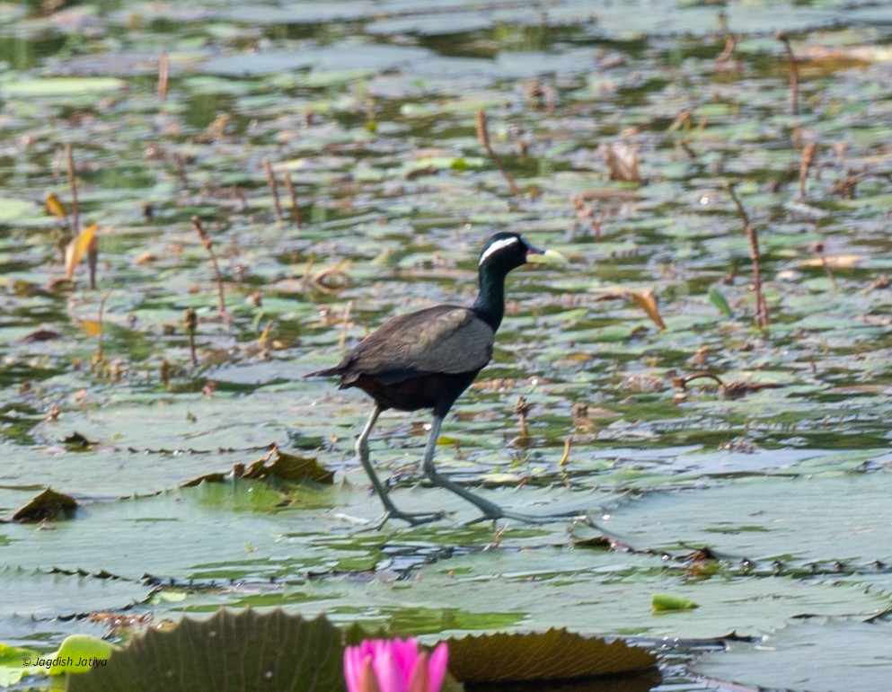 Bronze-winged Jacana - ML641484609
