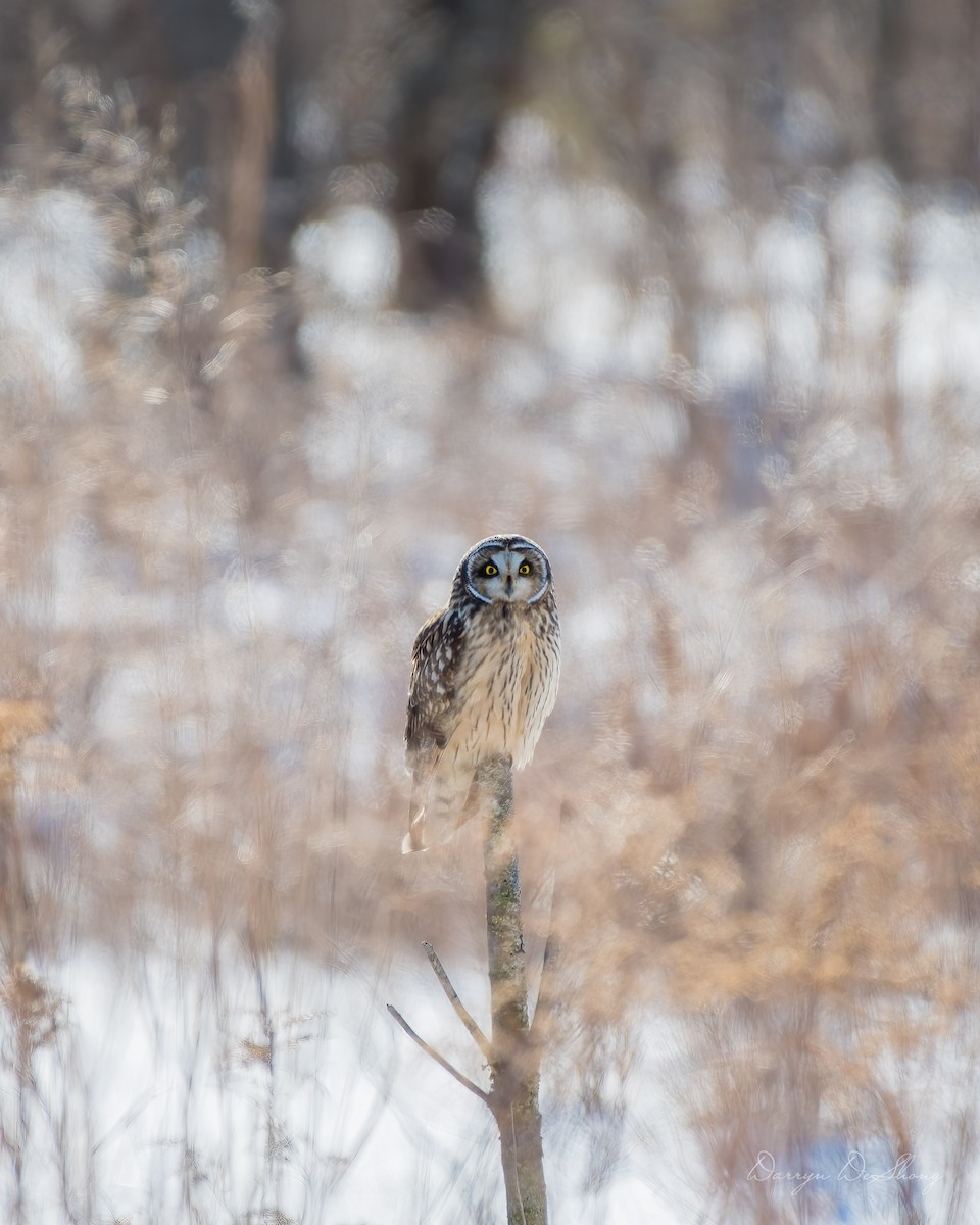 Short-eared Owl - ML641484621