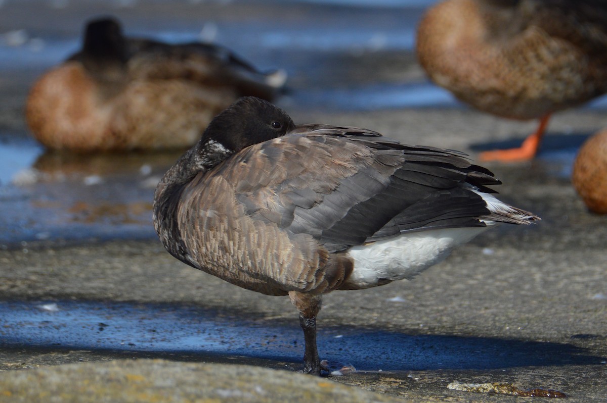 ringgås - ML641484627