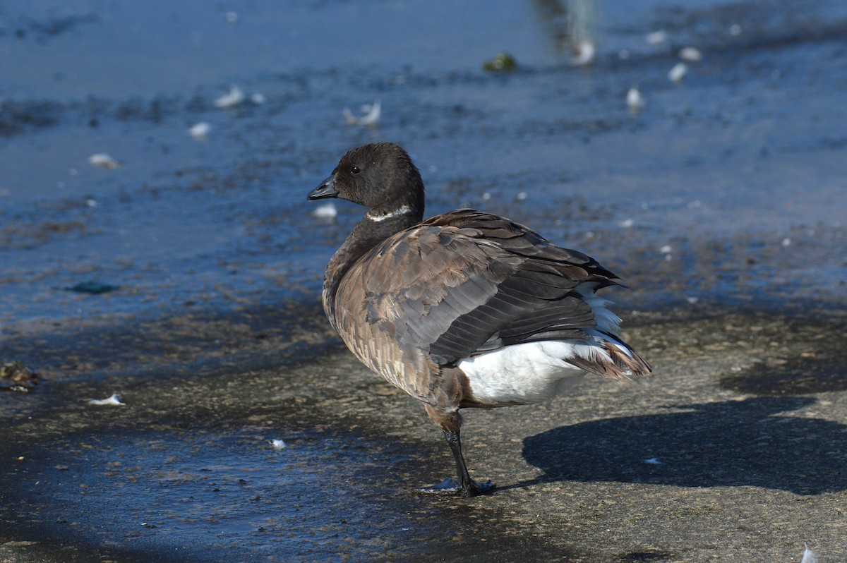 ringgås - ML641484629