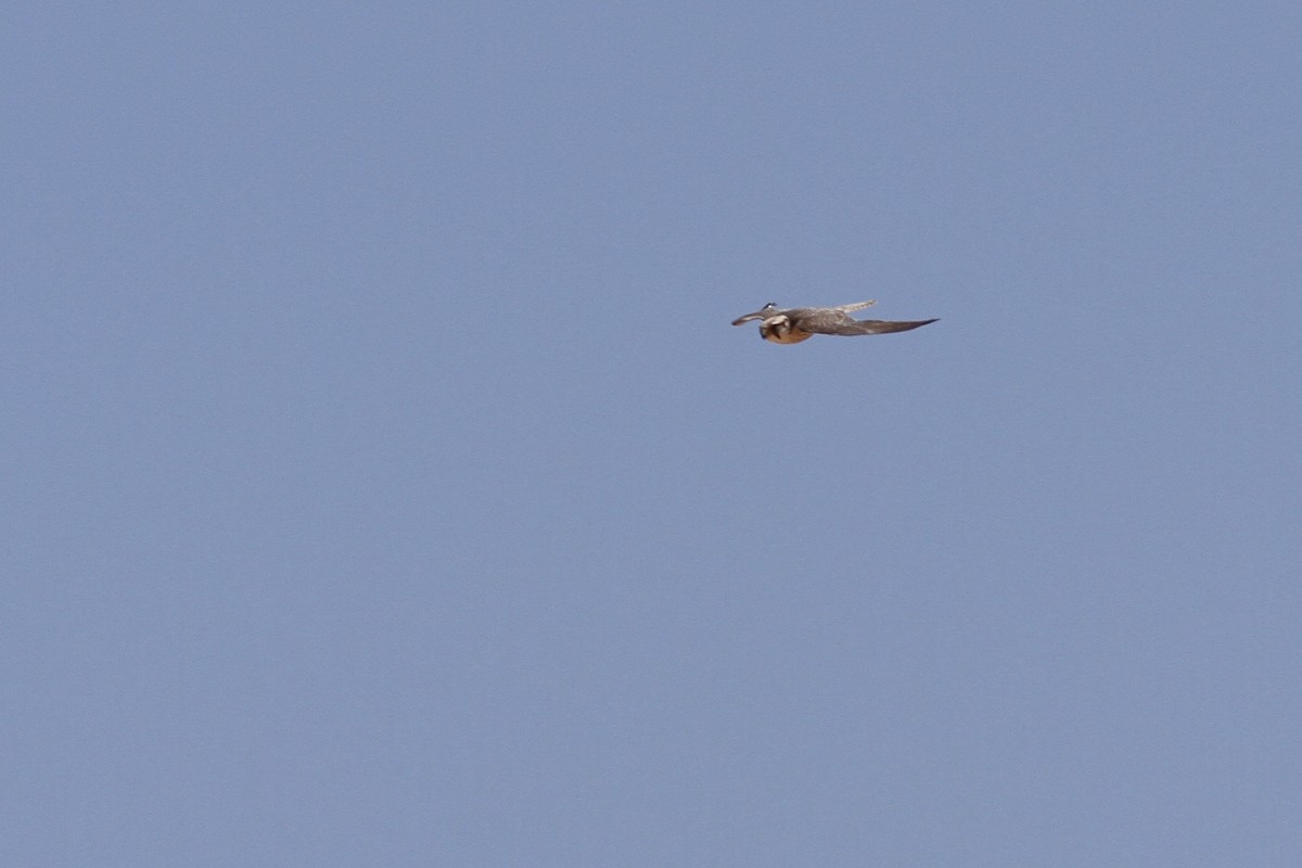 Lanner Falcon - ML641484633