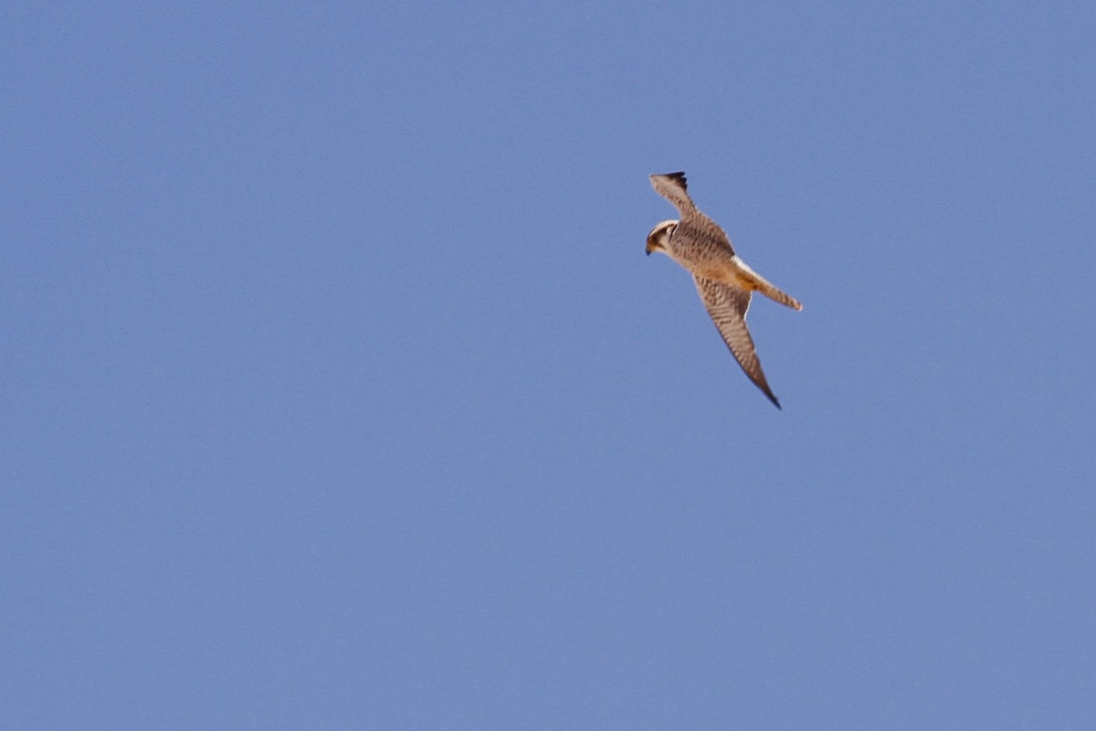Lanner Falcon - ML641484634