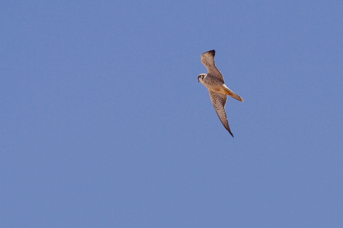 Lanner Falcon - ML641484635
