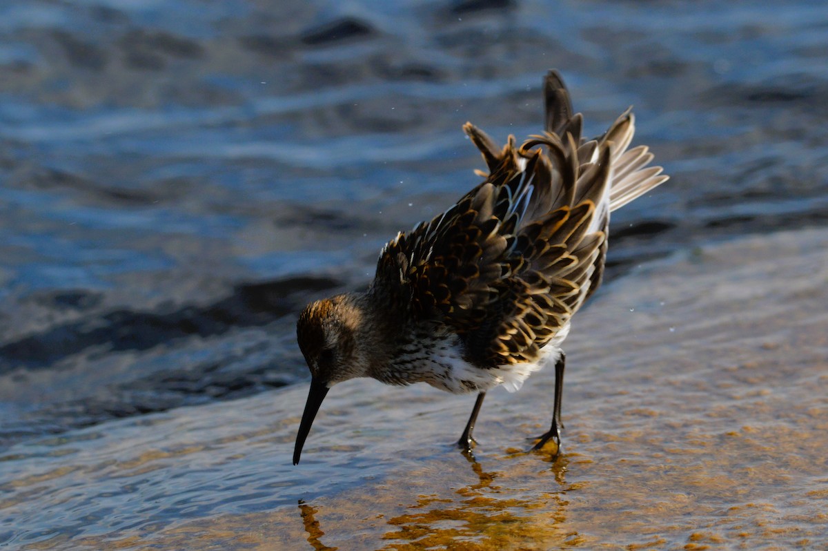 myrsnipe - ML641484669