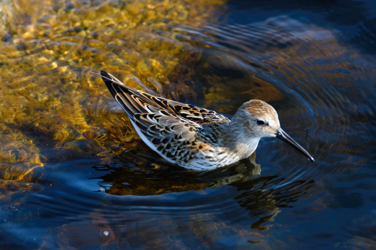 myrsnipe - ML641484670