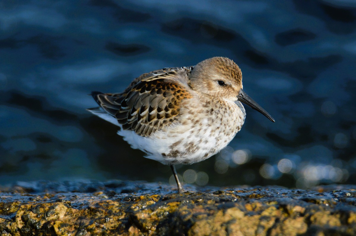 myrsnipe - ML641484671