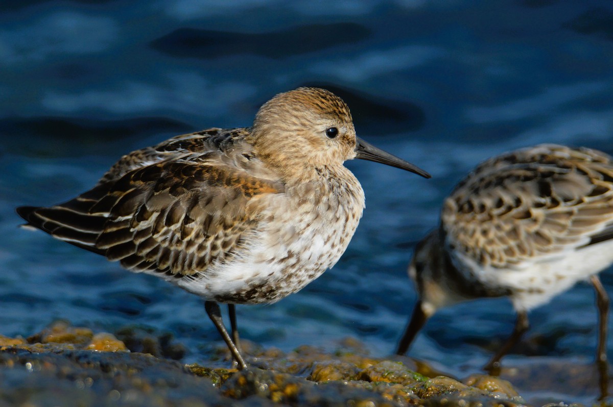 myrsnipe - ML641484672