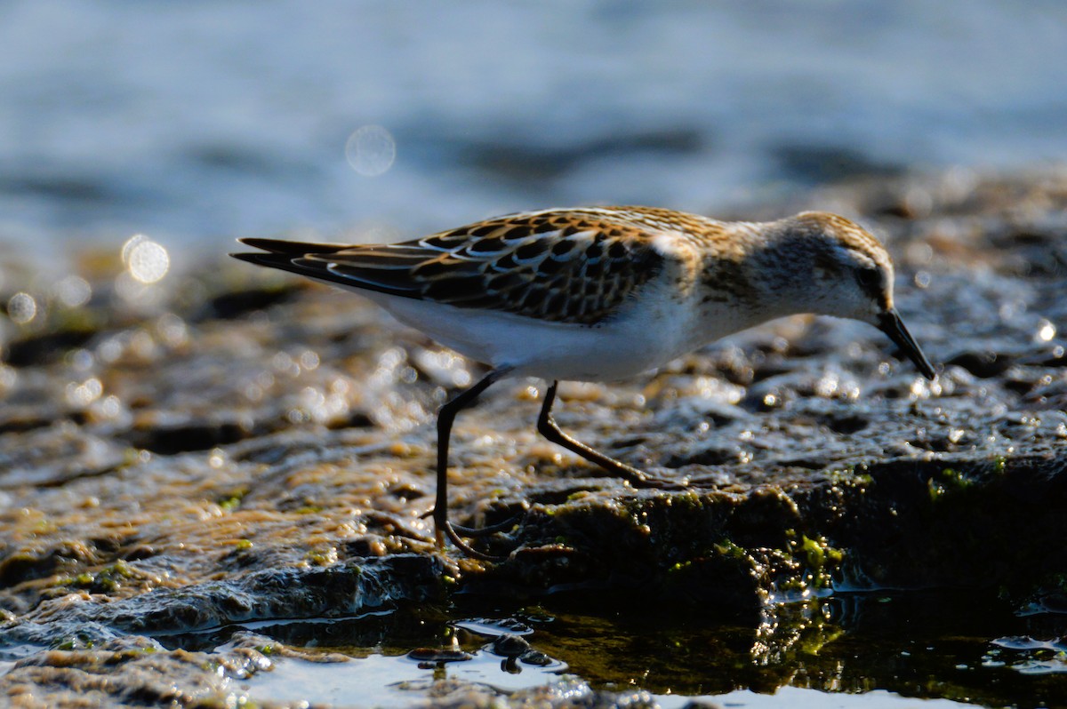 dvergsnipe - ML641484678