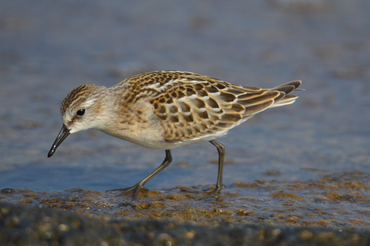 dvergsnipe - ML641484679