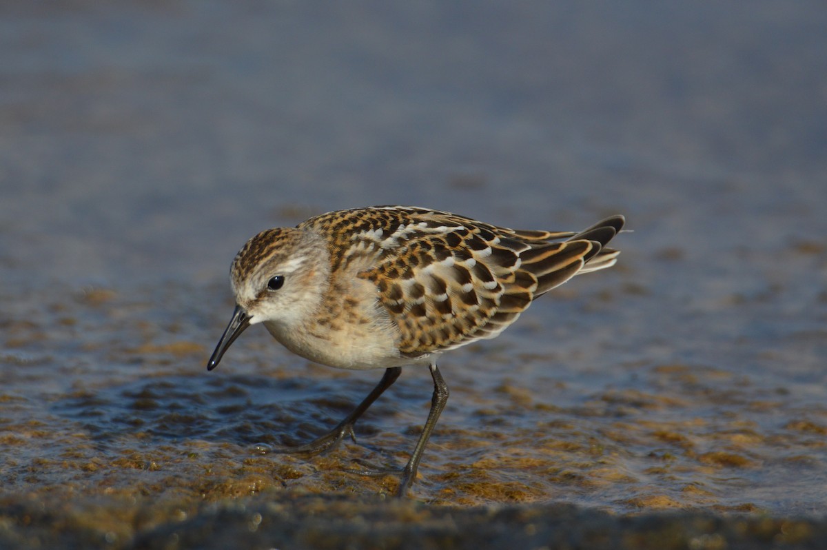 dvergsnipe - ML641484680