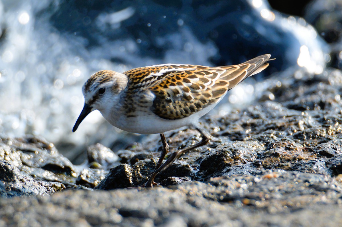 dvergsnipe - ML641484681