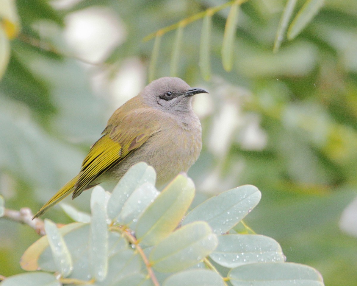 Dark-brown Honeyeater - ML641484696