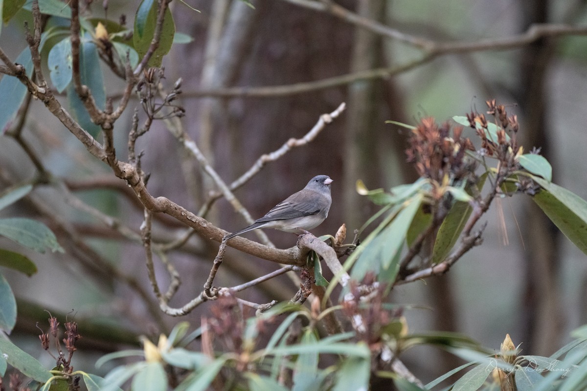 Dark-eyed Junco - ML641484801