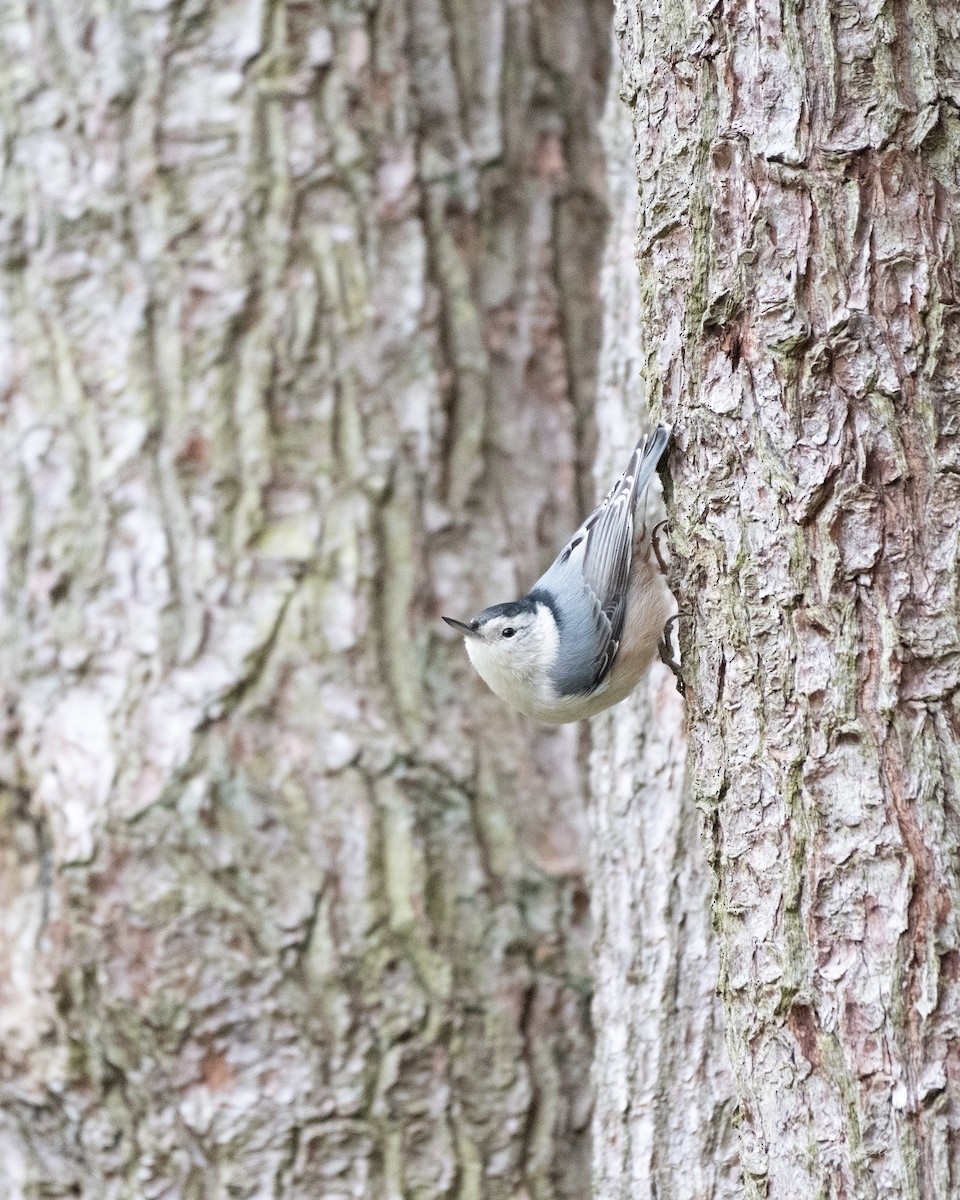 White-breasted Nuthatch - ML641484802