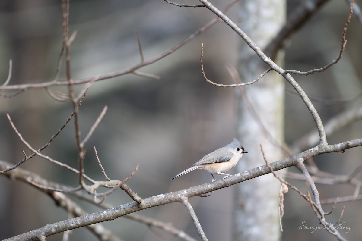 Tufted Titmouse - ML641484833