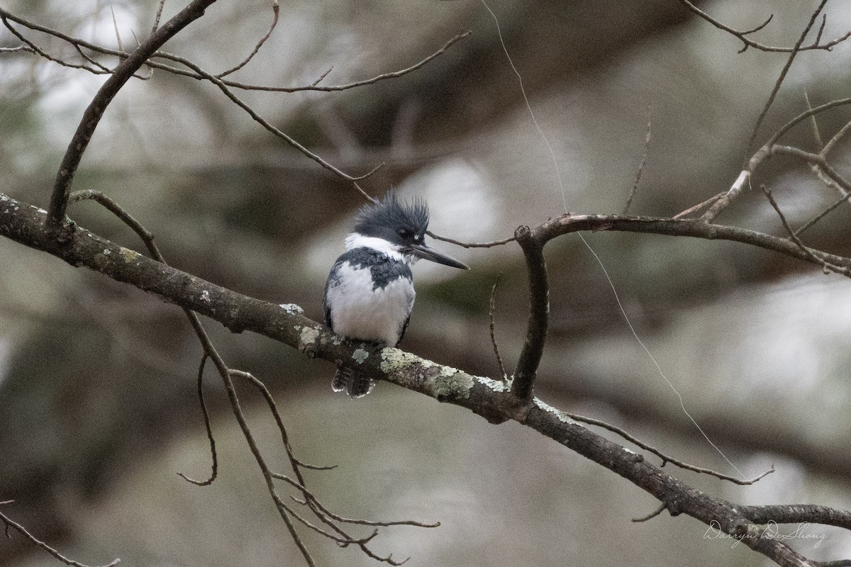 Belted Kingfisher - ML641484841