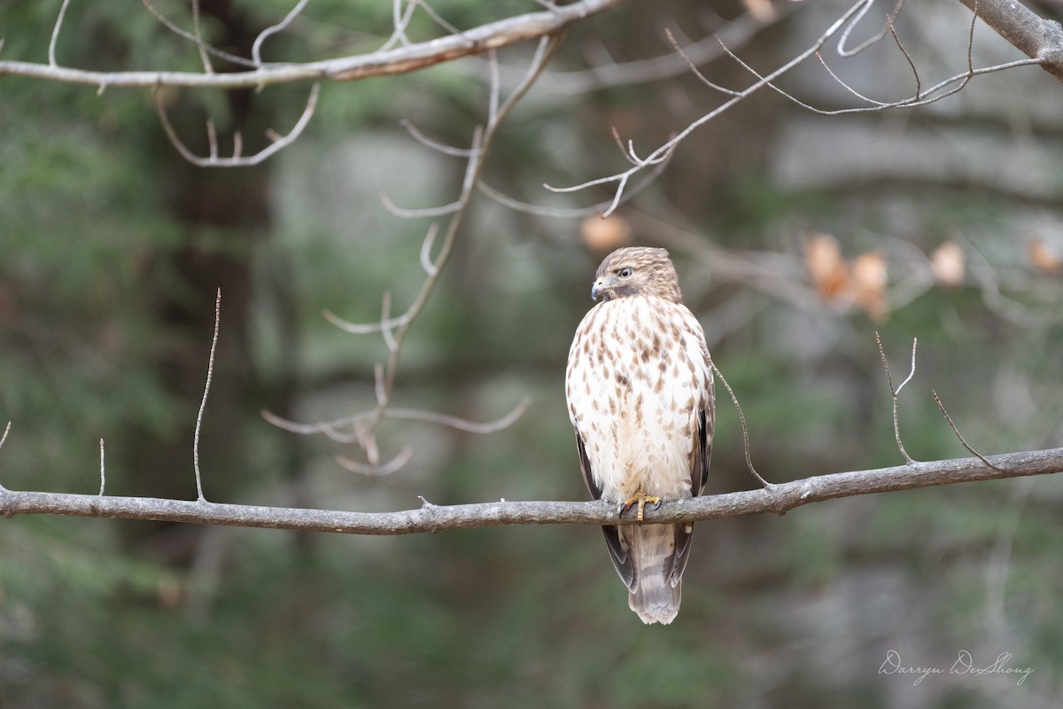 Red-shouldered Hawk - ML641484851