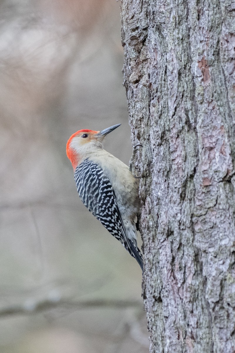 Red-bellied Woodpecker - ML641484899