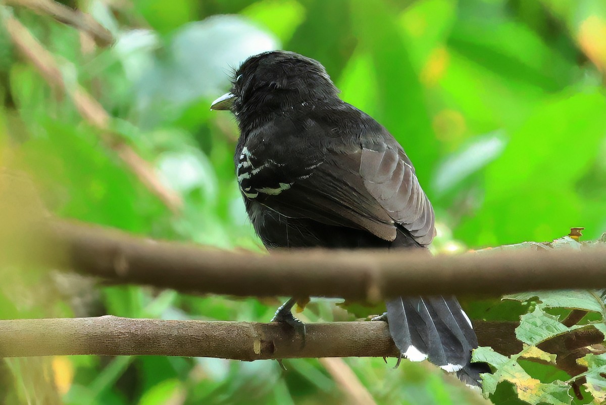 Jet Antbird - ML641484902