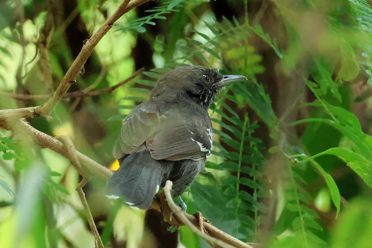 Jet Antbird - ML641484903