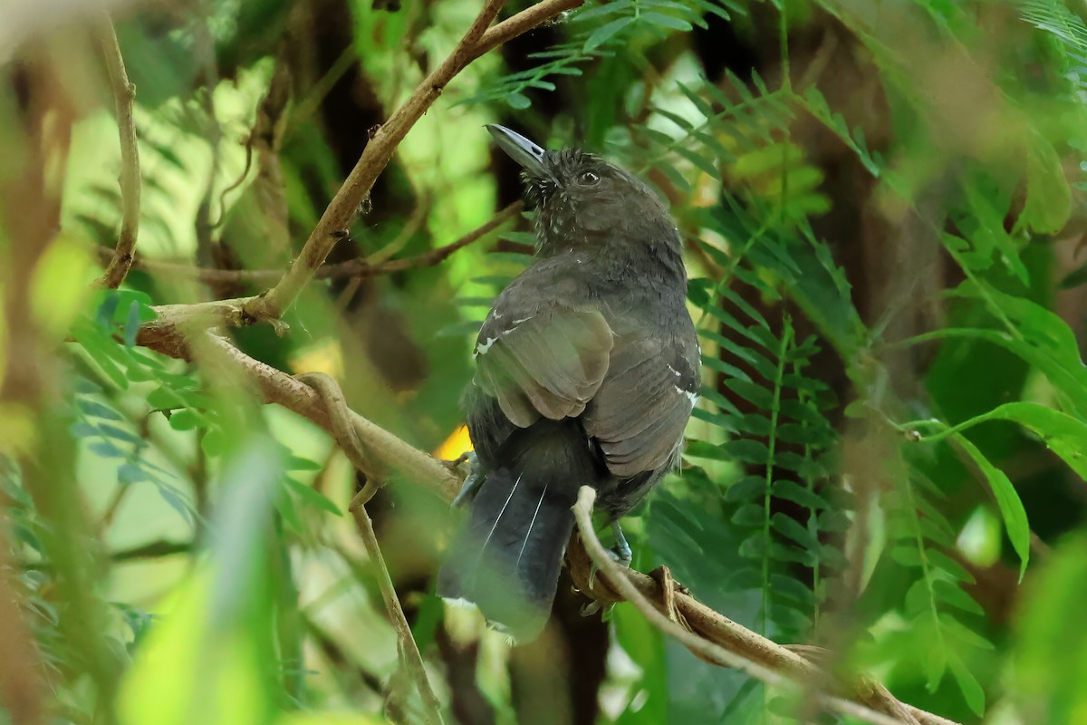Jet Antbird - ML641484904