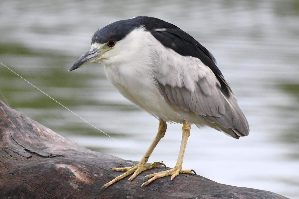 Black-crowned Night Heron - ML641484906