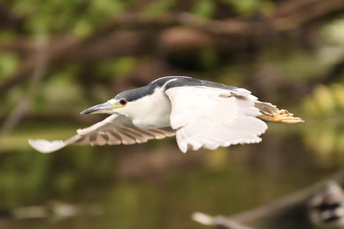 Black-crowned Night Heron - ML641484907