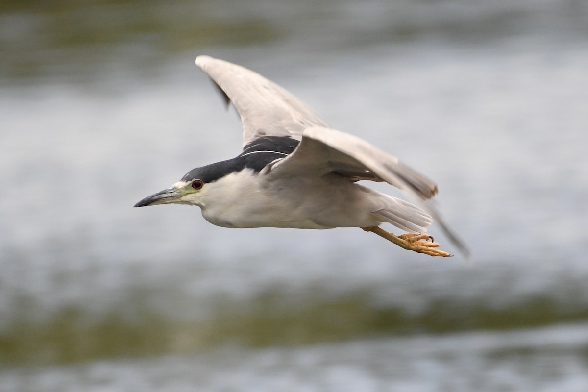 Black-crowned Night Heron - ML641484908