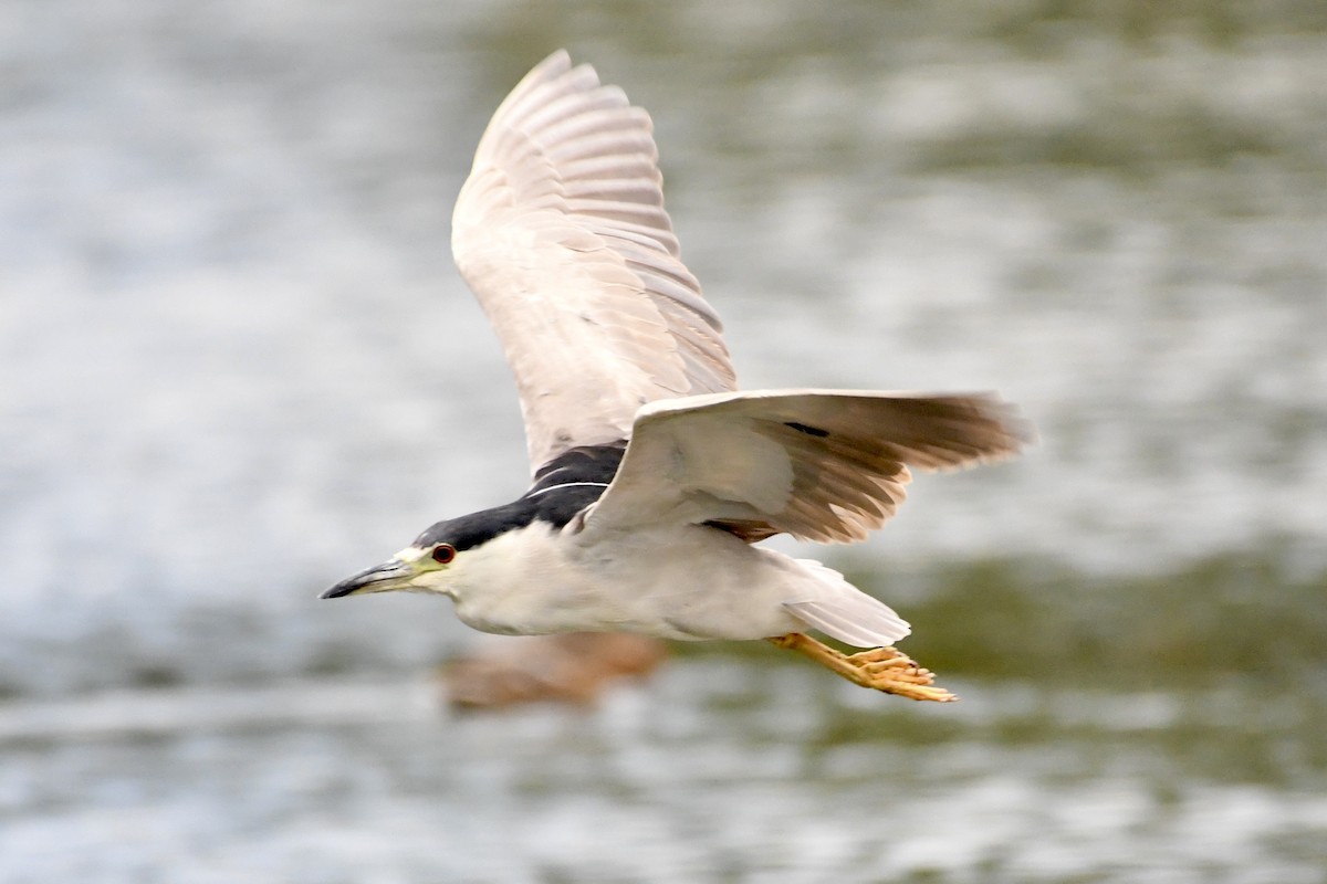 Black-crowned Night Heron - ML641484909