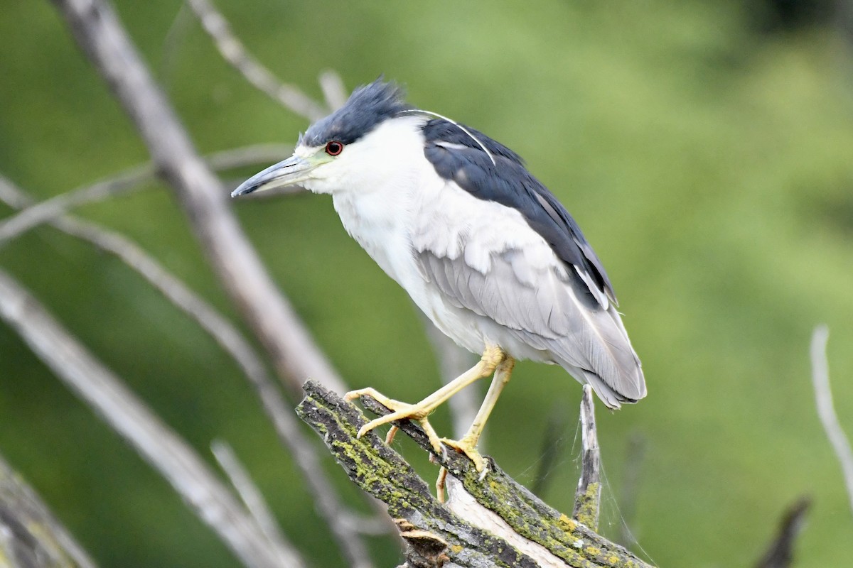 Black-crowned Night Heron - ML641484910