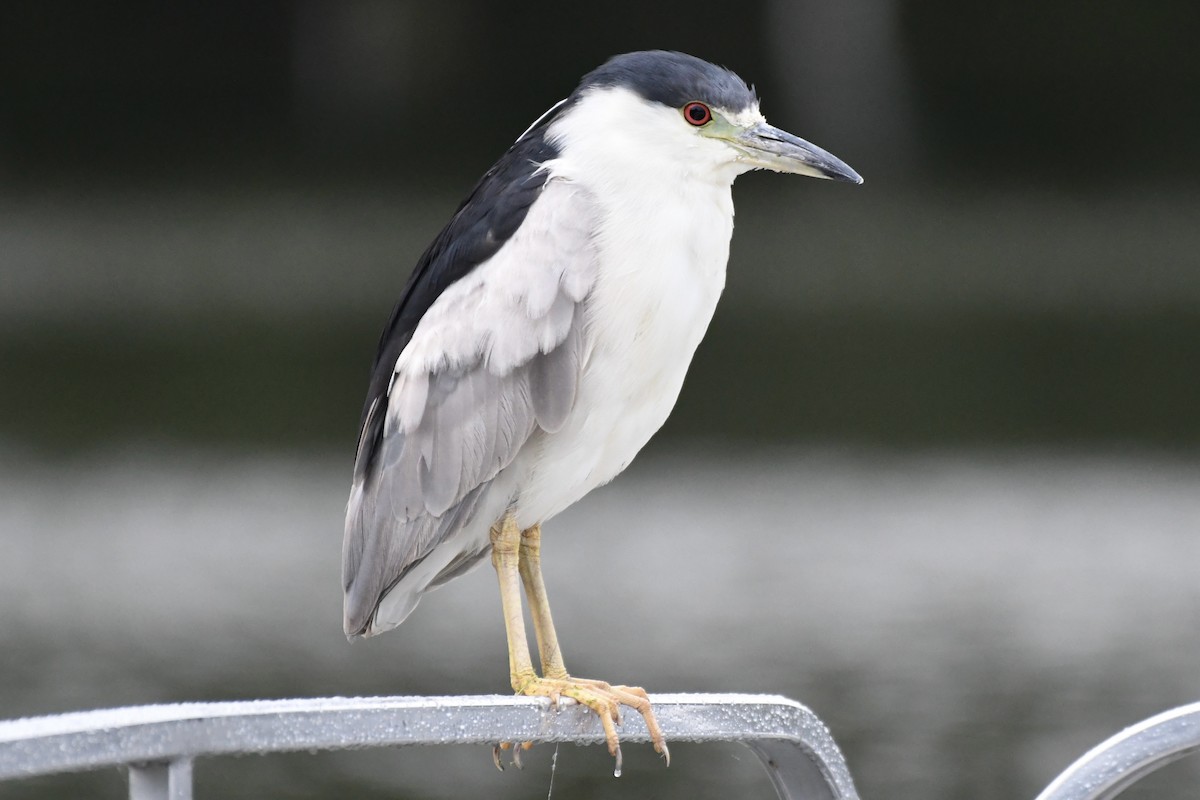 Black-crowned Night Heron - ML641484911
