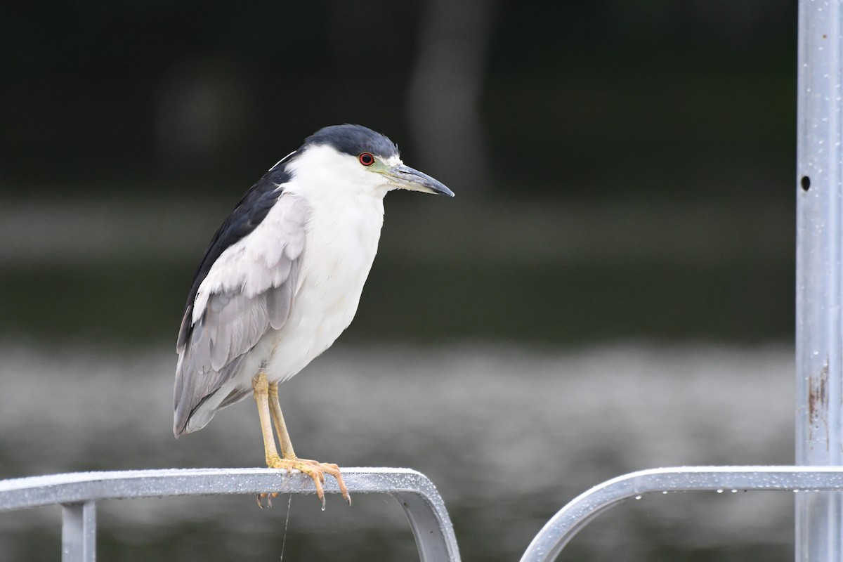 Black-crowned Night Heron - ML641484912