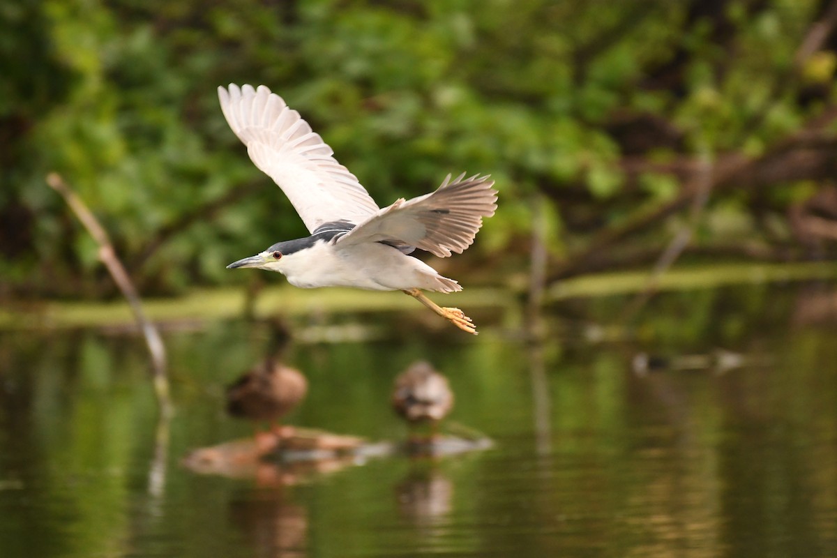 Black-crowned Night Heron - ML641484913