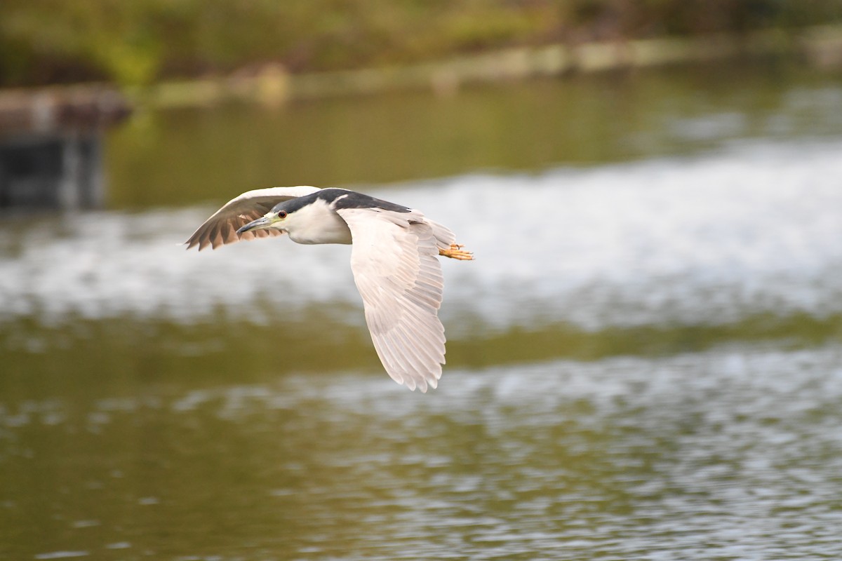 Black-crowned Night Heron - ML641484914