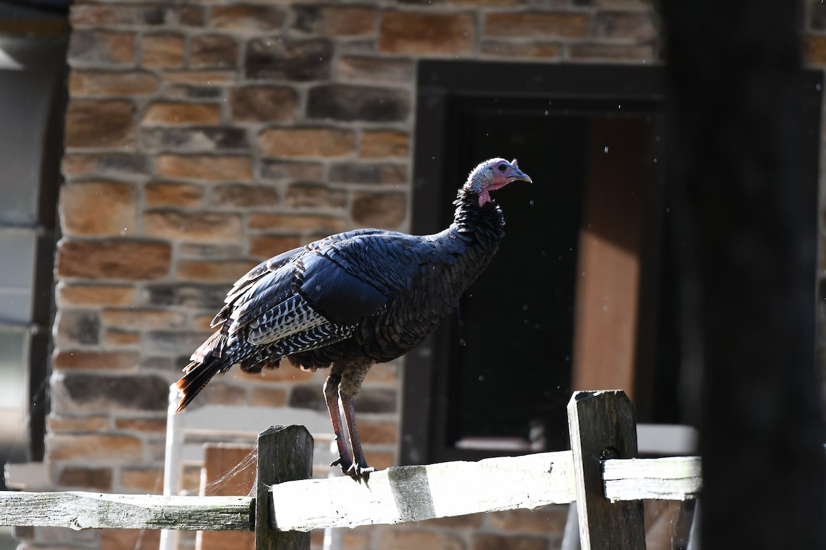 Wild Turkey - ML641484926