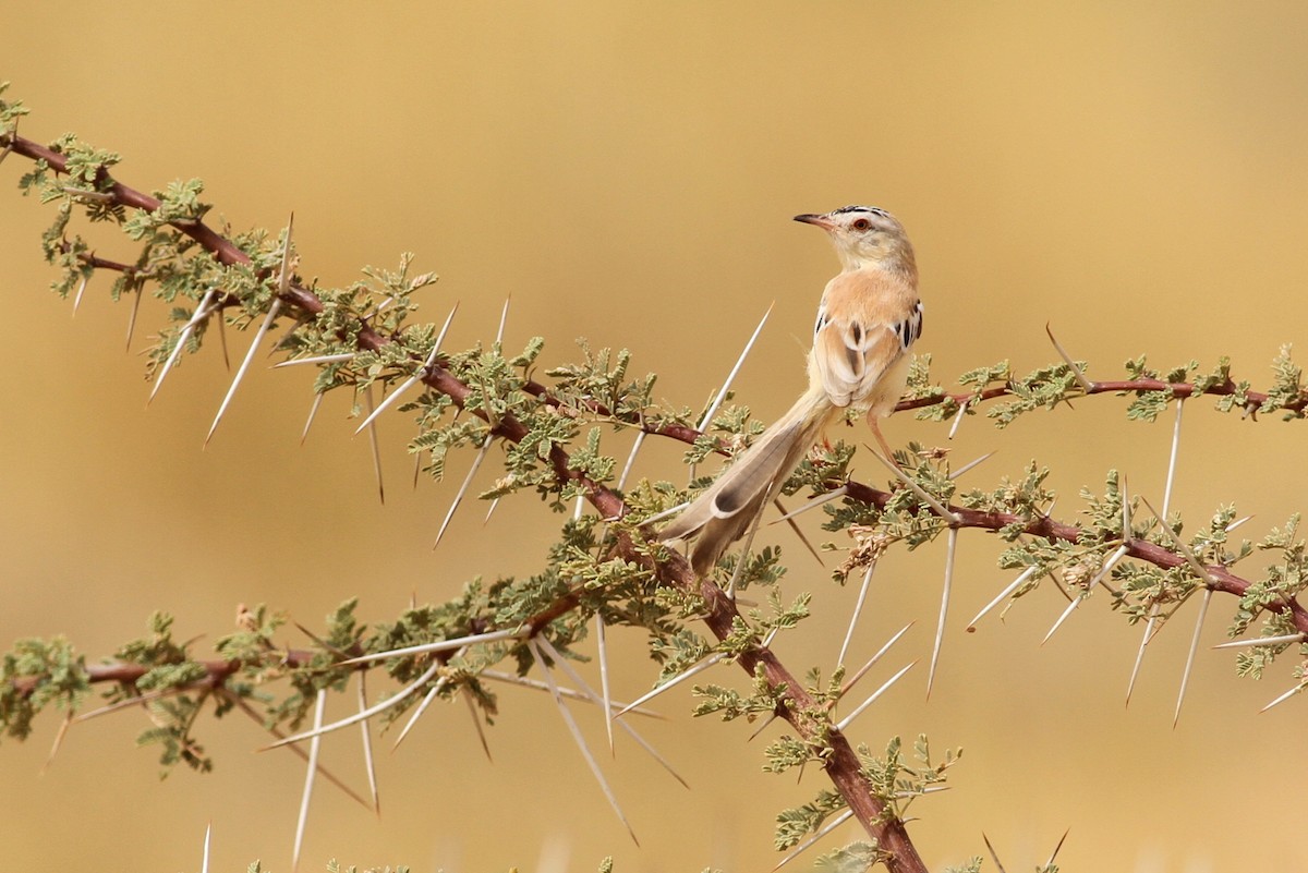 Cricket Longtail - ML641484937