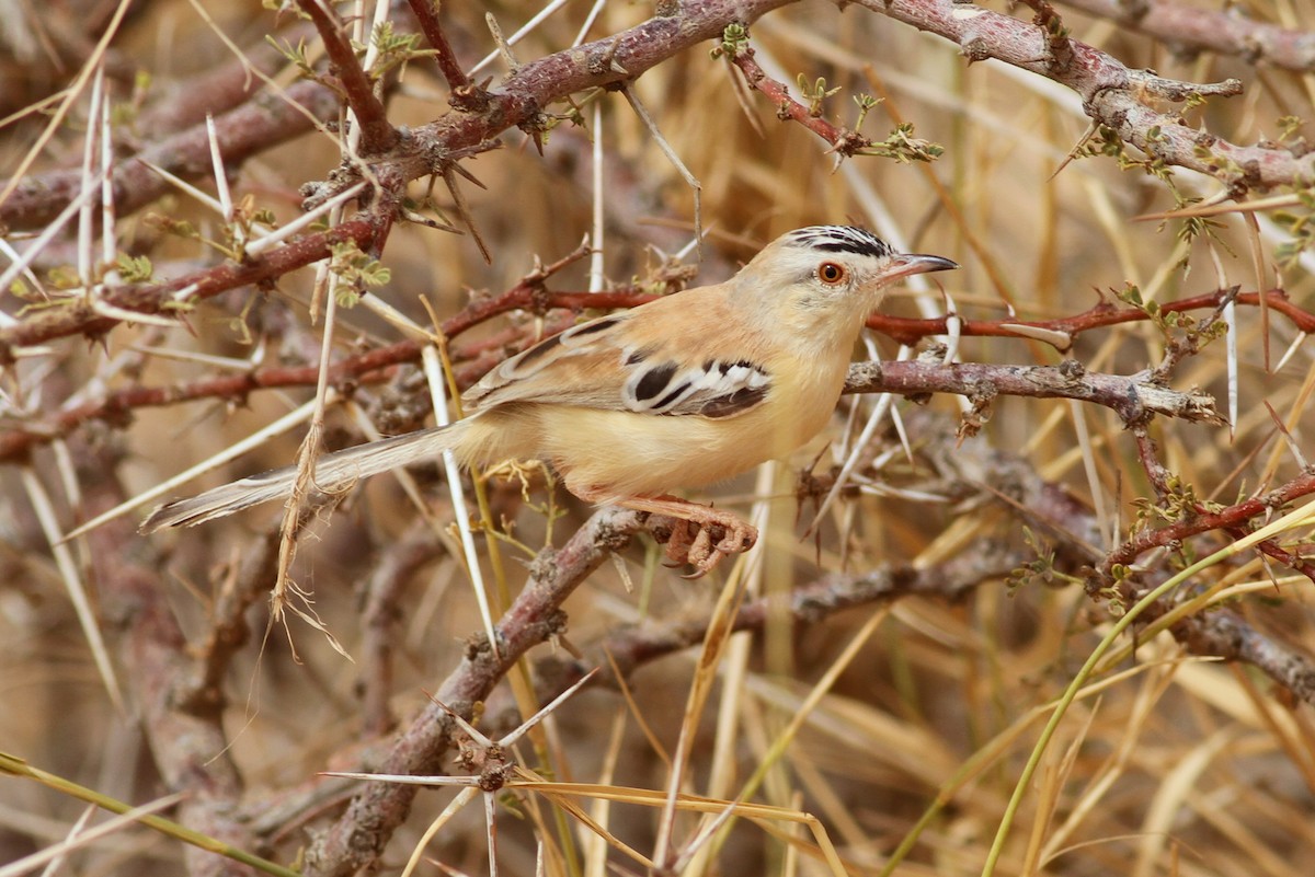 Cricket Longtail - ML641484938