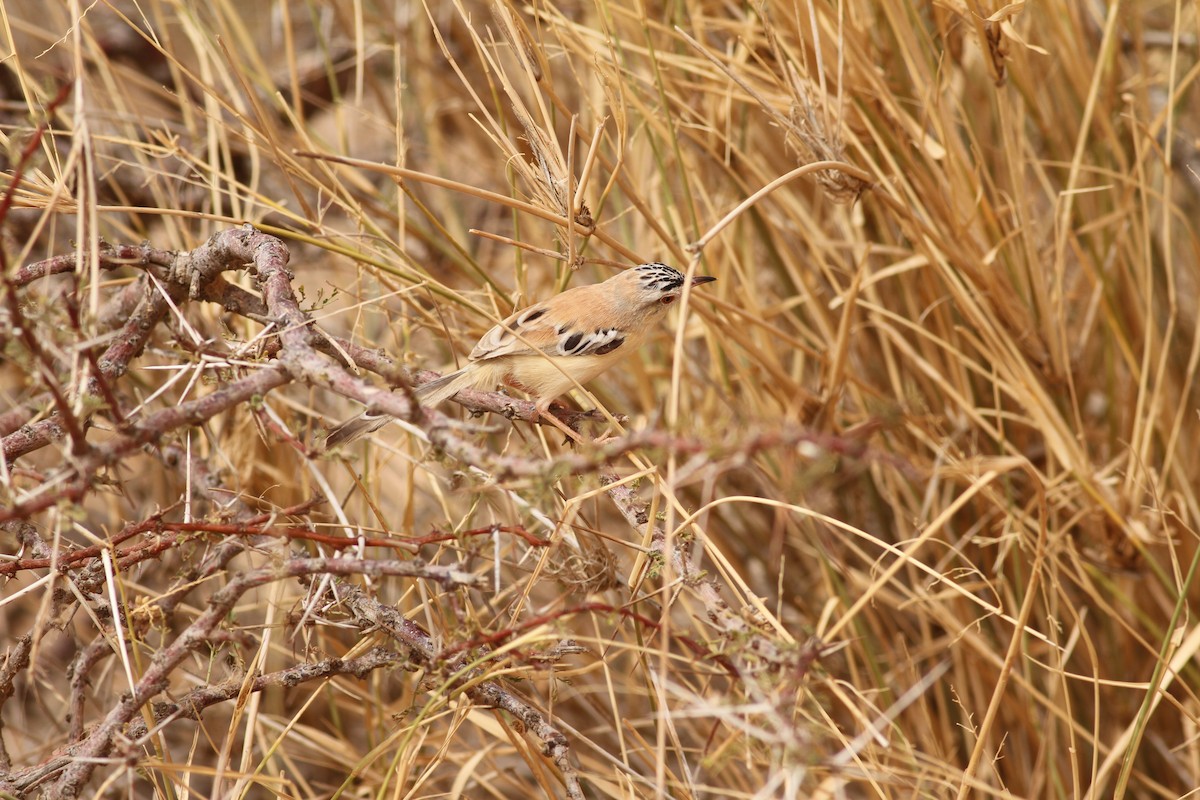 Cricket Longtail - ML641484939