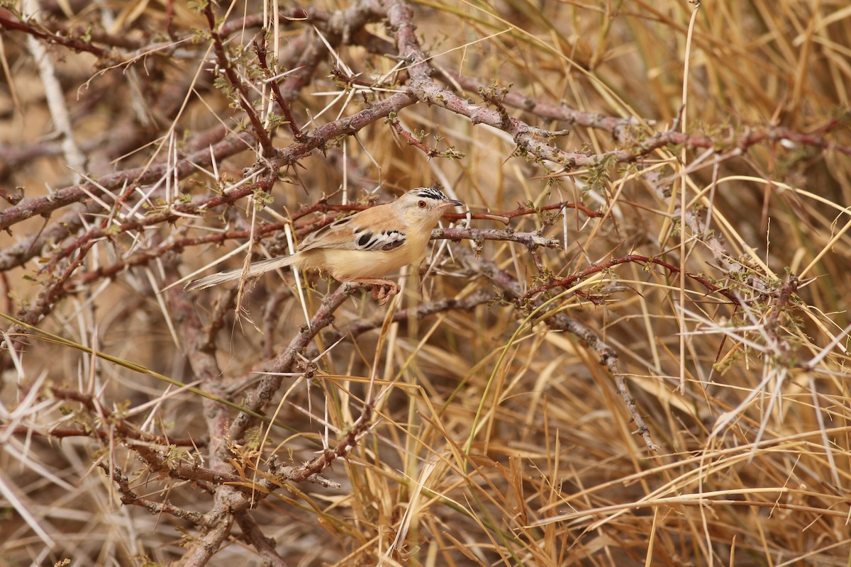 Cricket Longtail - ML641484940