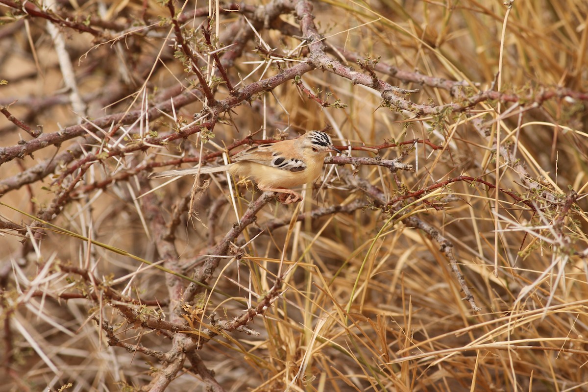 Cricket Longtail - ML641484941