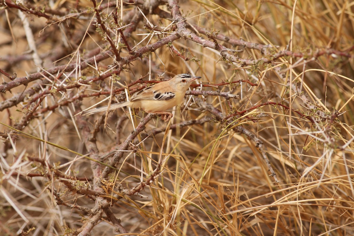 Cricket Longtail - ML641484942