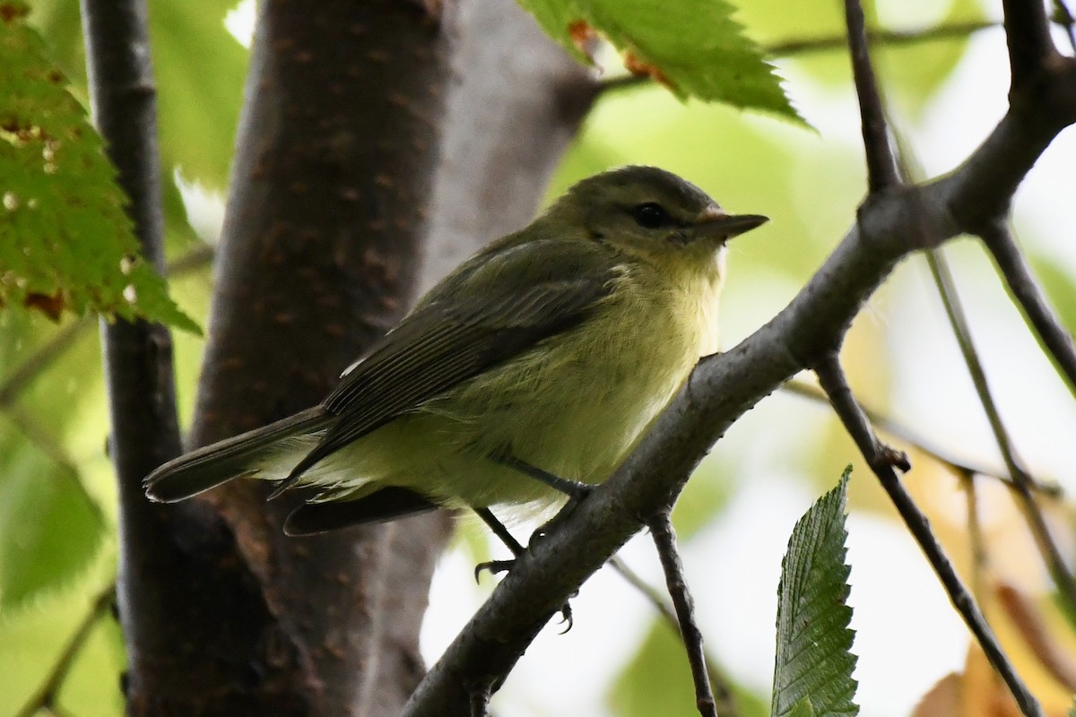 Philadelphia Vireo - ML641484944