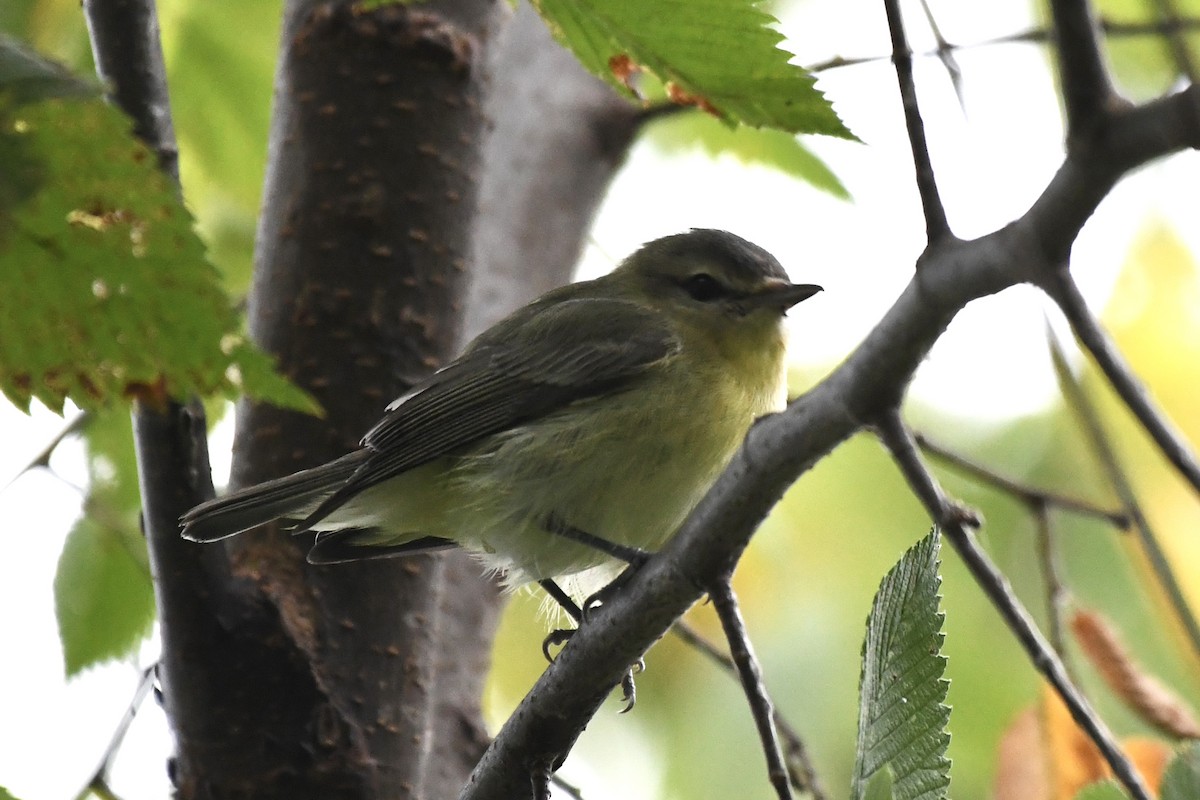 Philadelphia Vireo - ML641484945