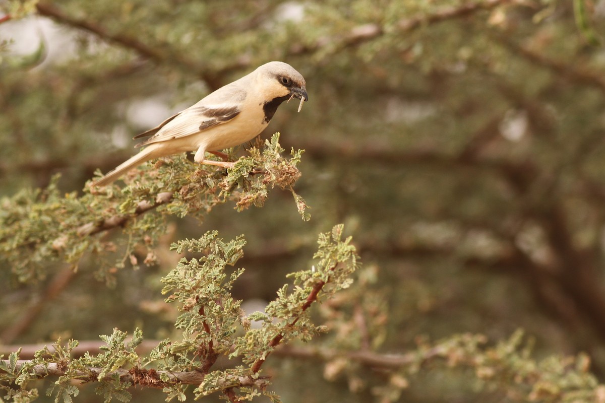 Desert Sparrow - ML641484946