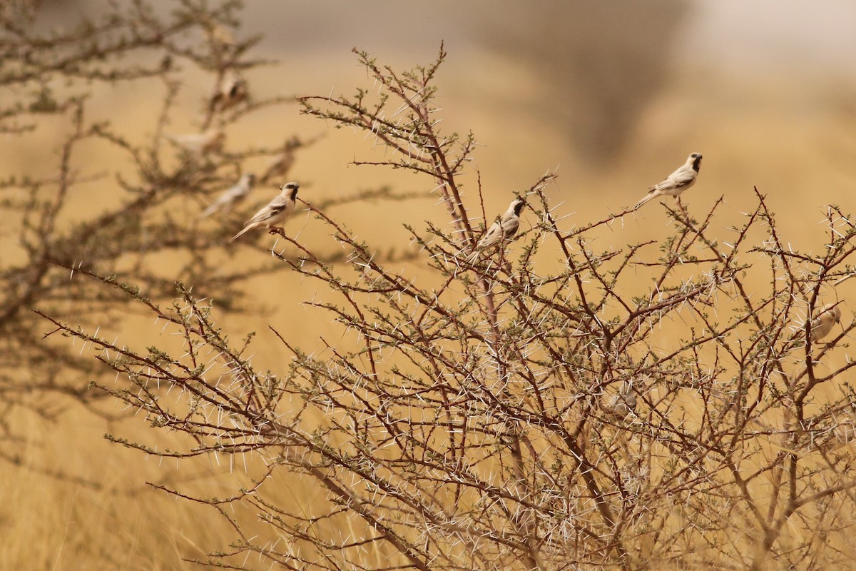 Desert Sparrow - ML641484947