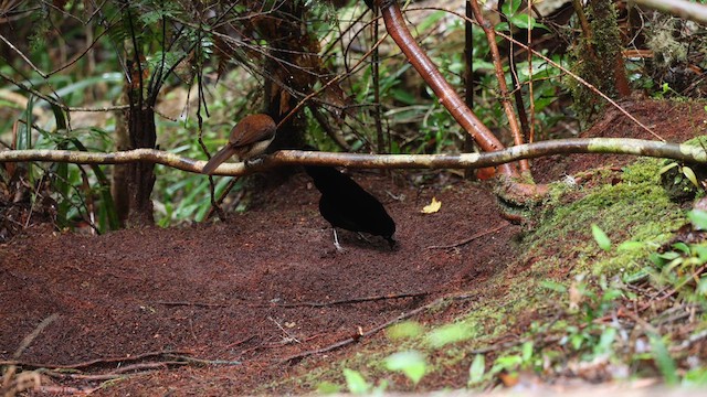 Western Parotia - ML641484951