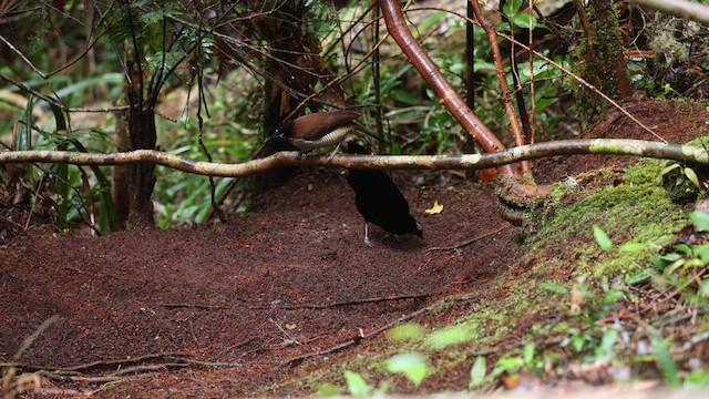 Western Parotia - ML641484952