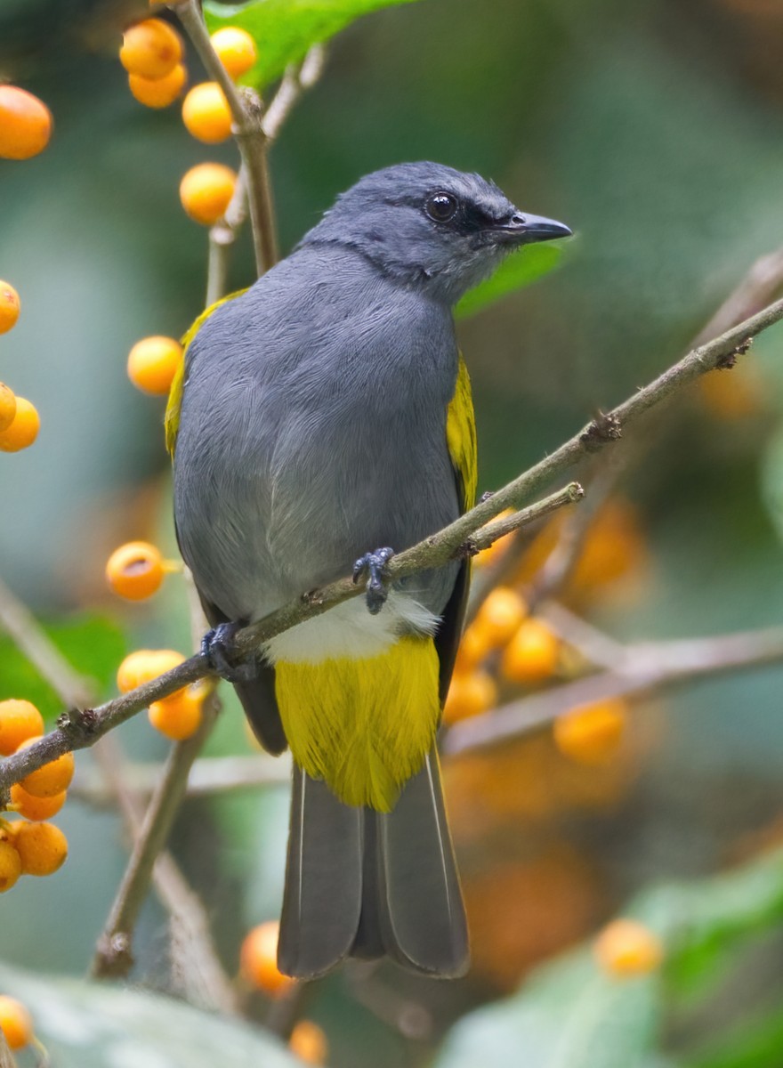 Gray-bellied Bulbul - ML641484956