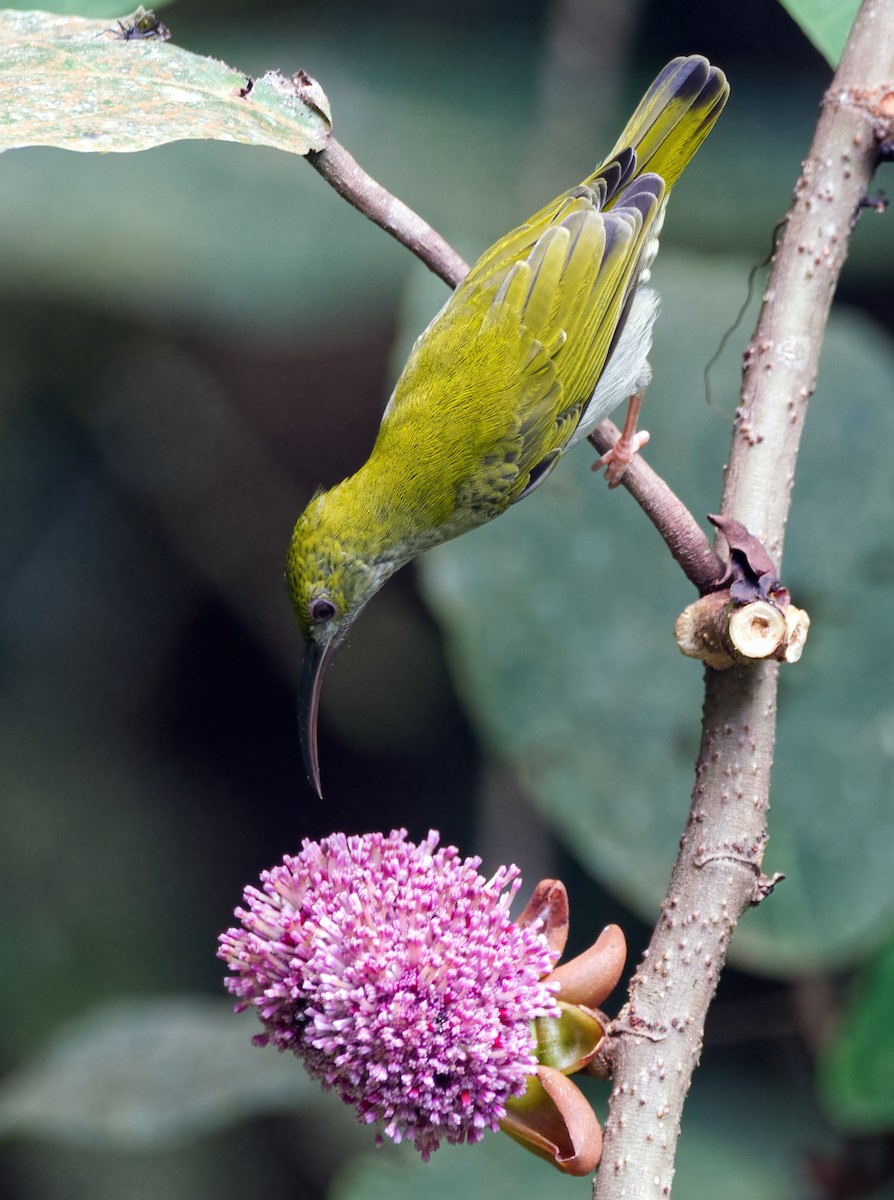 Gray-breasted Spiderhunter - ML641484960